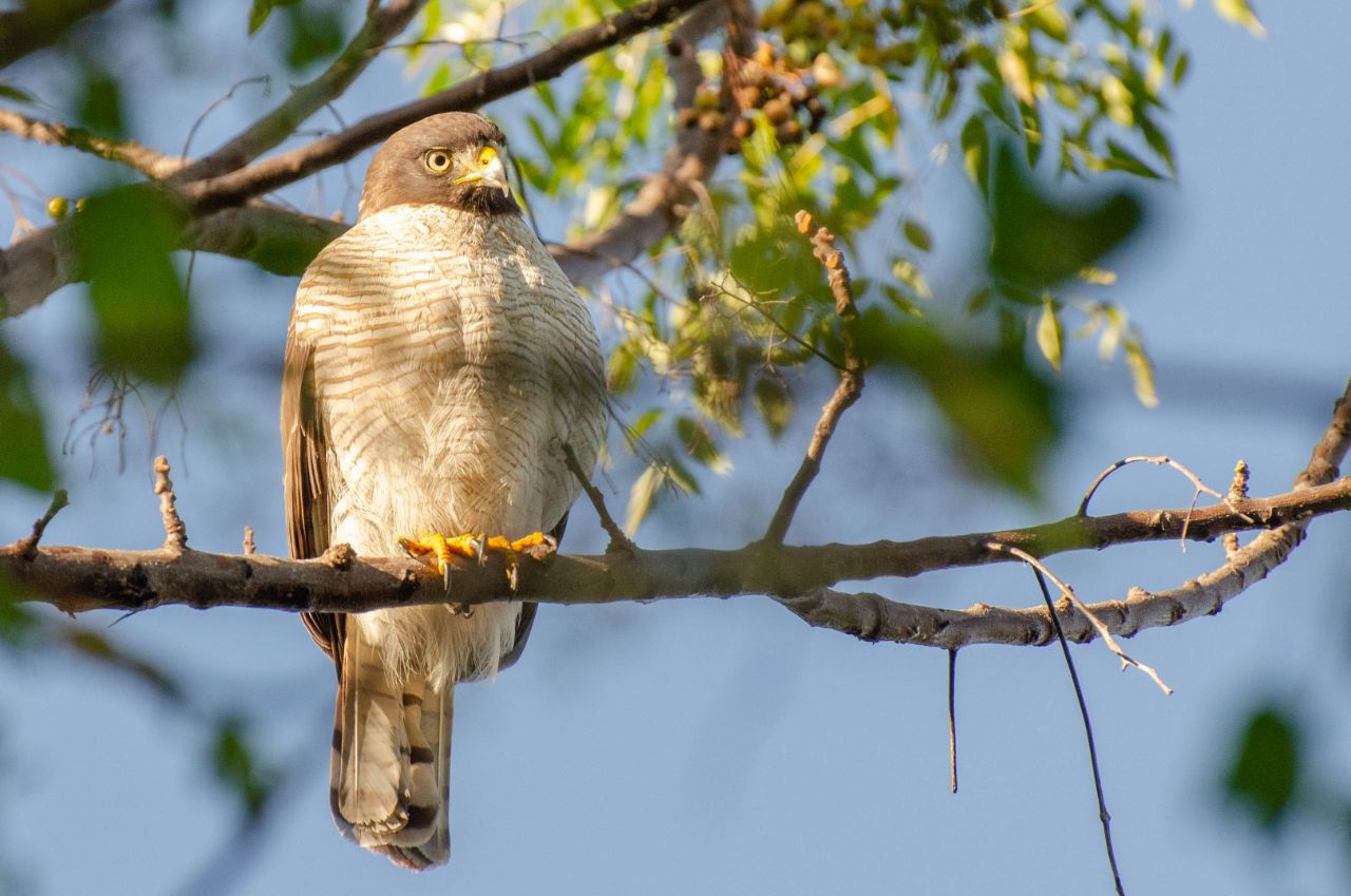 Uno de los aspectos que llama la atención es la presencia creciente de aves emblemáticas en zonas urbanas que en los últimos años comenzaron a adaptarse a la ciudad.