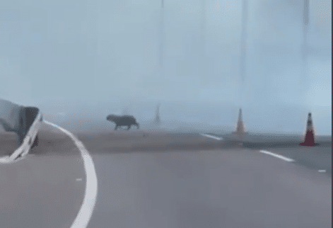 Un carpincho escapando del área debido a las llamas