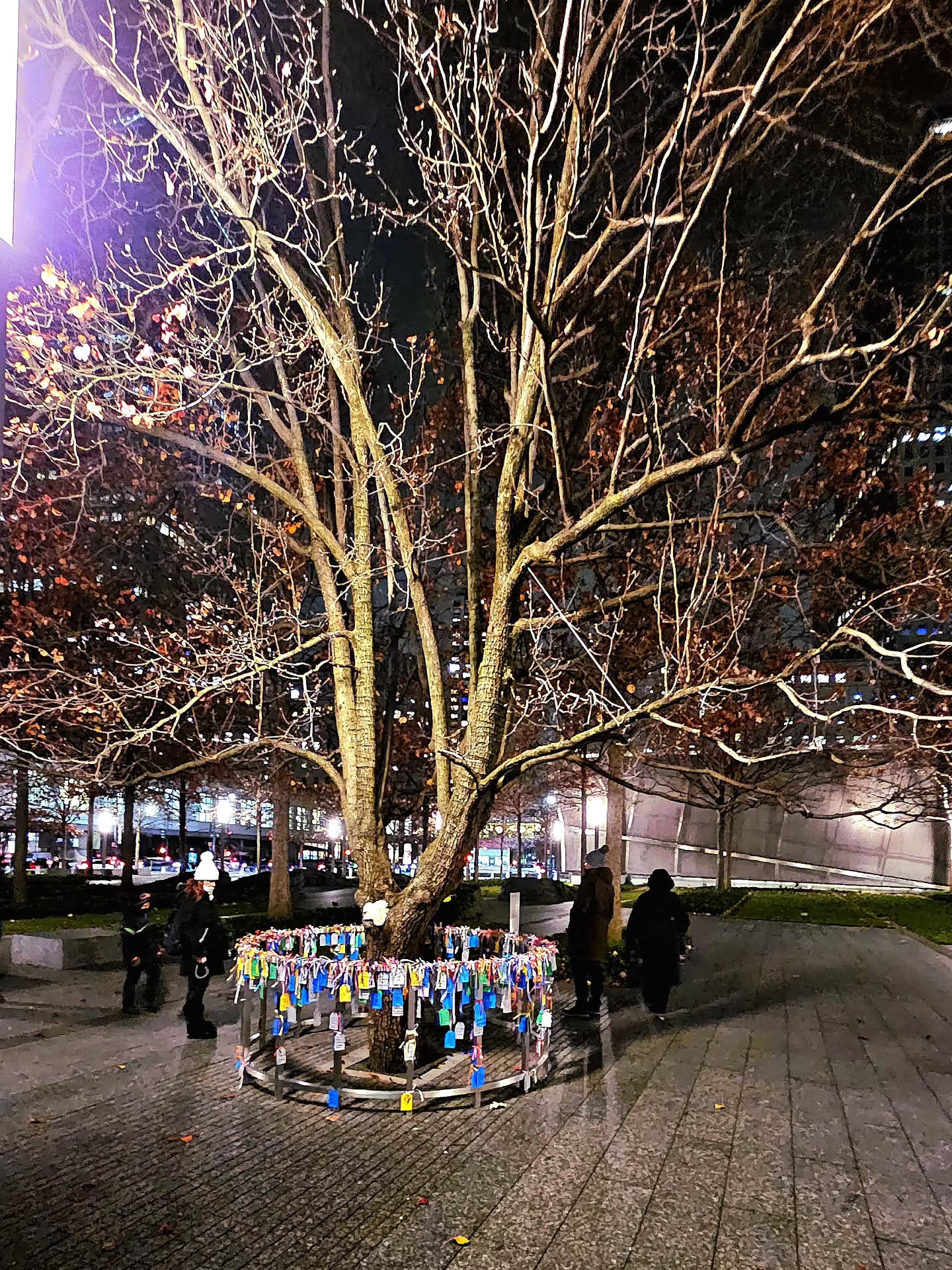 El árbol estuvo enterrado, sobrevivió a la tragedia y hoy es un emblema histórico en la ciudad.