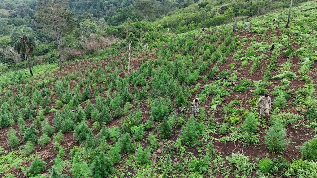 Tres hectáreas de marihuana fueron destruidas por agentes de la SENAD en Alto Verá.