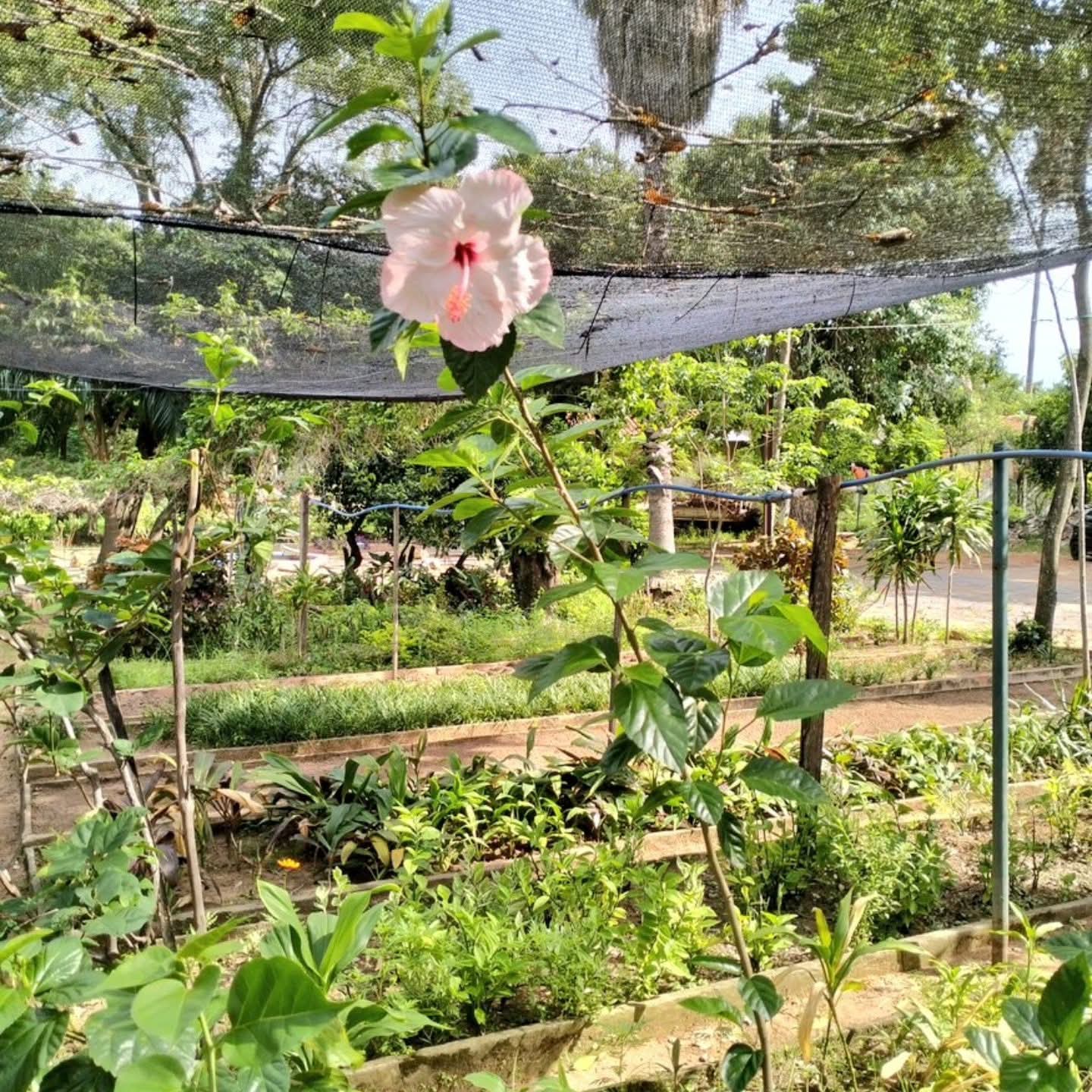 El vivero municipal del Parque Caballero produce especies ornamentales y forestales destinadas a la arborización y mantenimiento de espacios públicos de la capital.