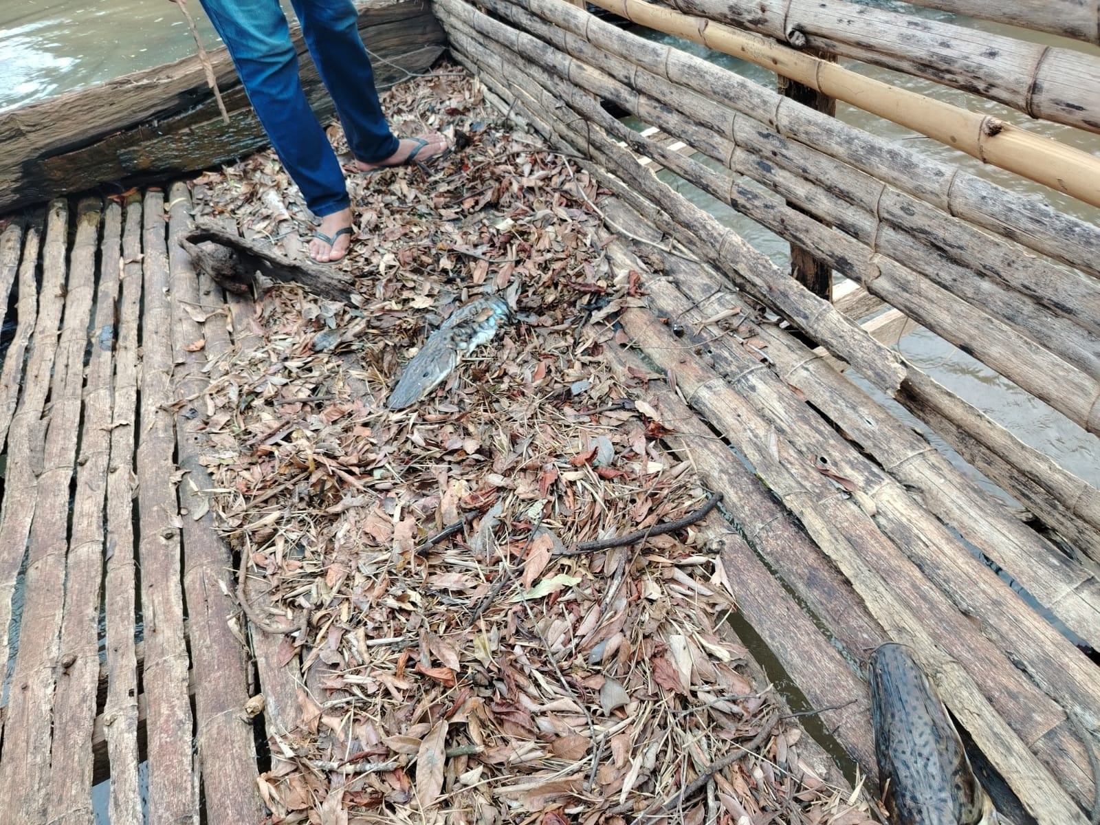 Durante el procedimiento encontraron a dos ejemplares de surubí muertos.