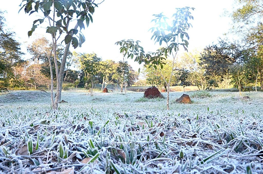 Efecto de las heladas en el campo.