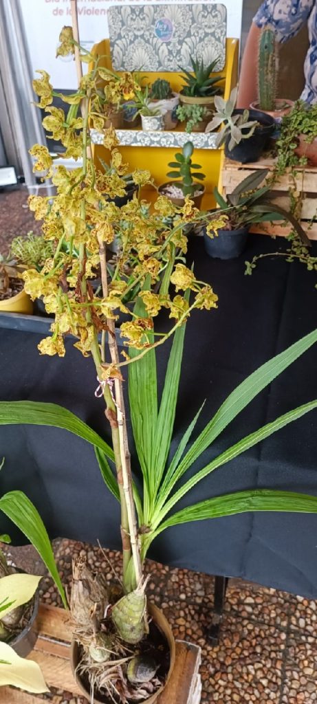 El Paikus u orquídea de tierra, otra especie autóctona que exponen en la feria del Ministerio de la Mujer.