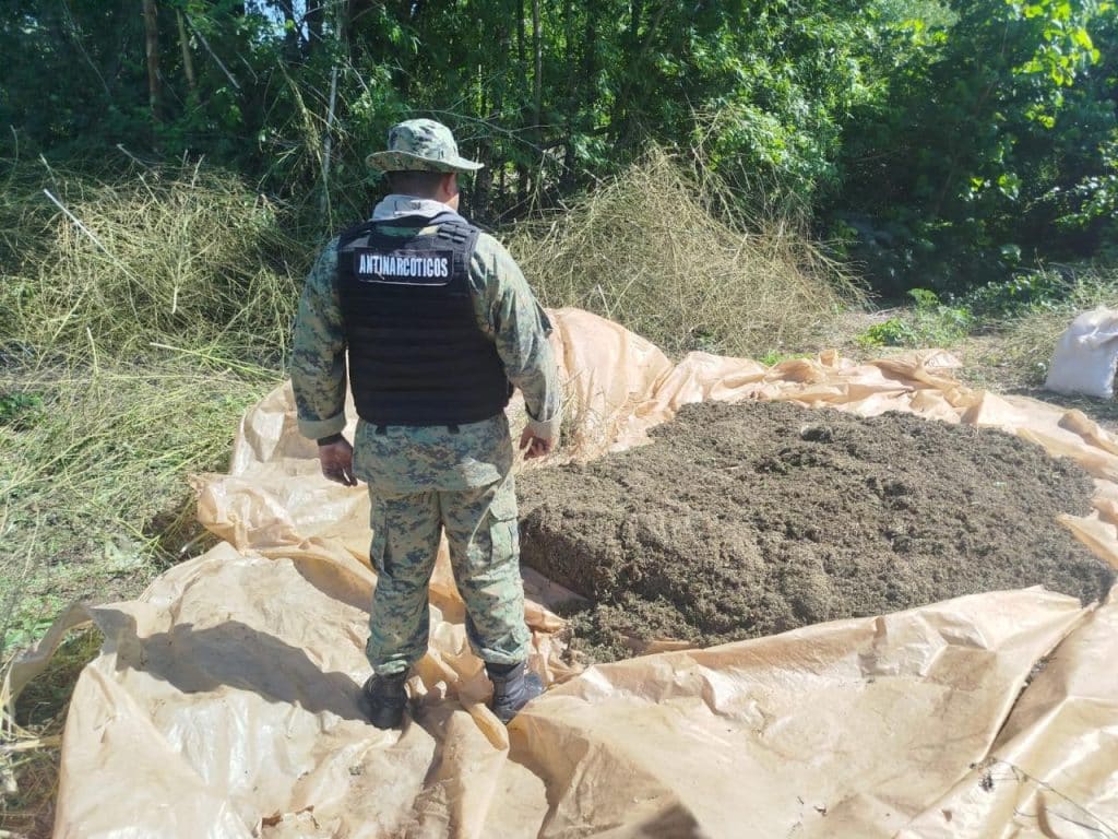 Parte de la marihuana incautada Foto: Ministerio Público