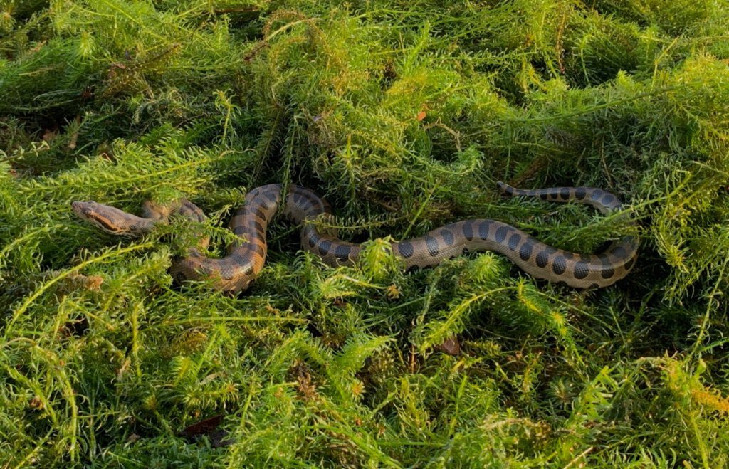 el ejemplar rescatado es una hembra de 3,6 metros de largo y 20 kilos. Foto: Itaipú