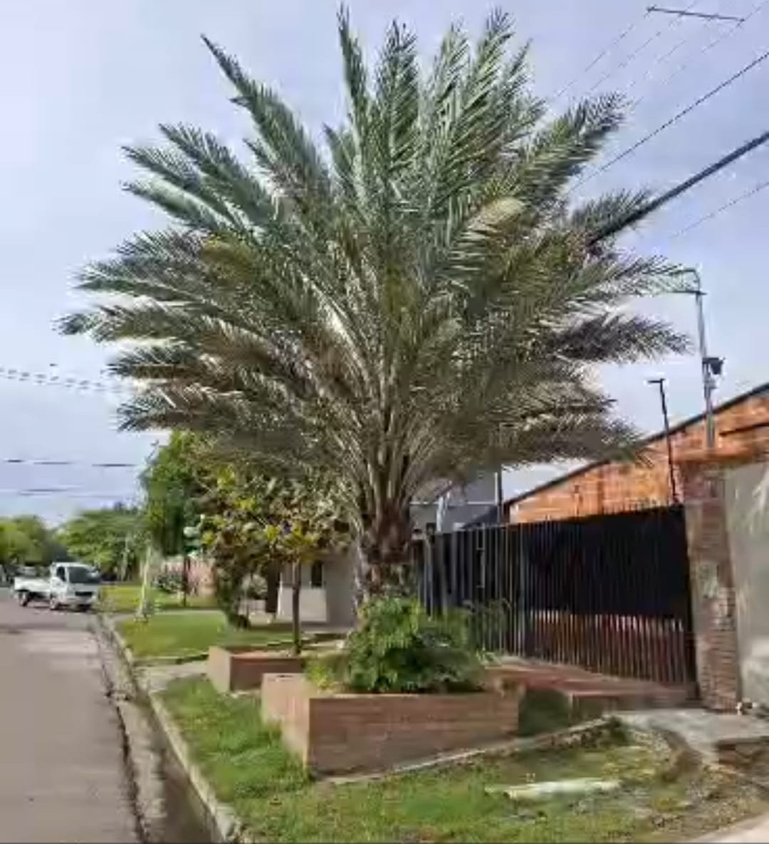 Uno de las palmeras plantadas en las veredas de los vecinos, que creció con los años.