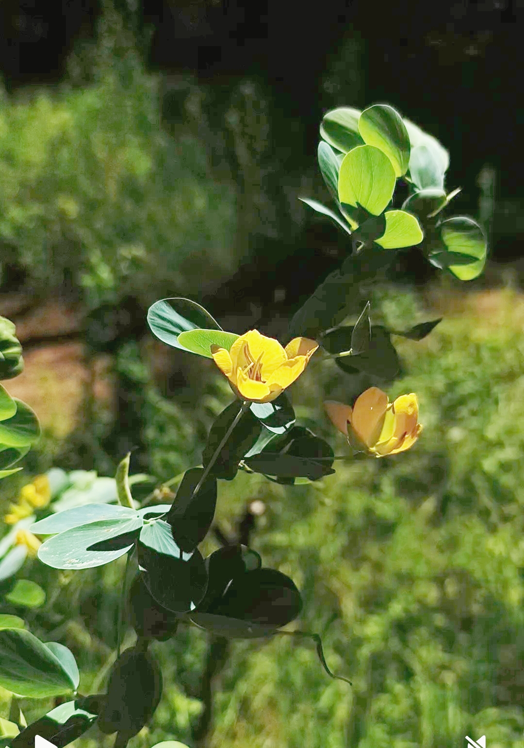 El Sen Paraguay: una fuente natural de metabolitos bioactivos que la ciencia nacional busca convertir en medicamentos seguros y accesibles para la población.