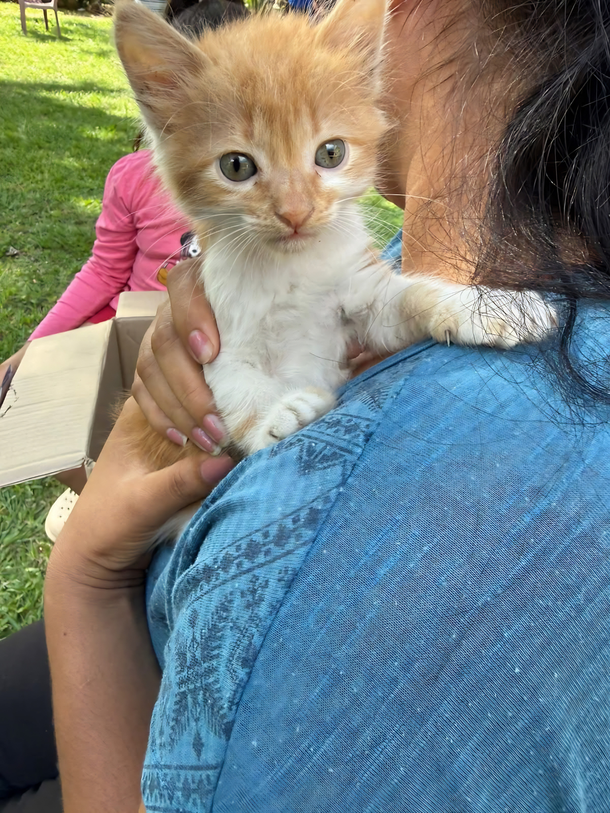 Los gatos también son los favoritos en algunas casas, por lo que requieren todo el amor y atención.