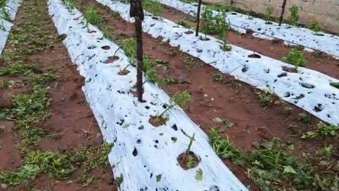 Secuelas del paso del temporal que azotó varias zonas del departamento de Misiones.