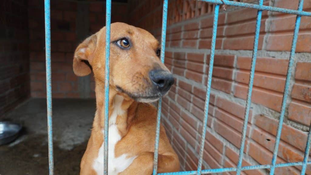 La Dirección Nacional de Bienestar Animal recibe entre 25 y 50 denuncias semanales en todoel país.