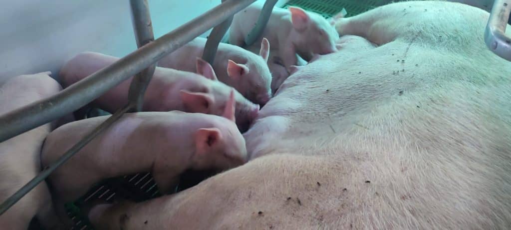 La producción pecuaria es un rubro en auge en el departamento de Itapúa, con fuerte impulso de la Cooperativa Colonias Unidas.