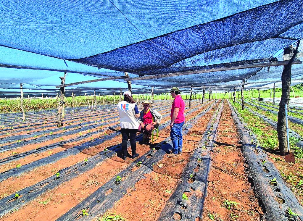 El estudio de campo busca comprender cuánto se pierde y por qué, desde la producción primaria hasta la comercialización.