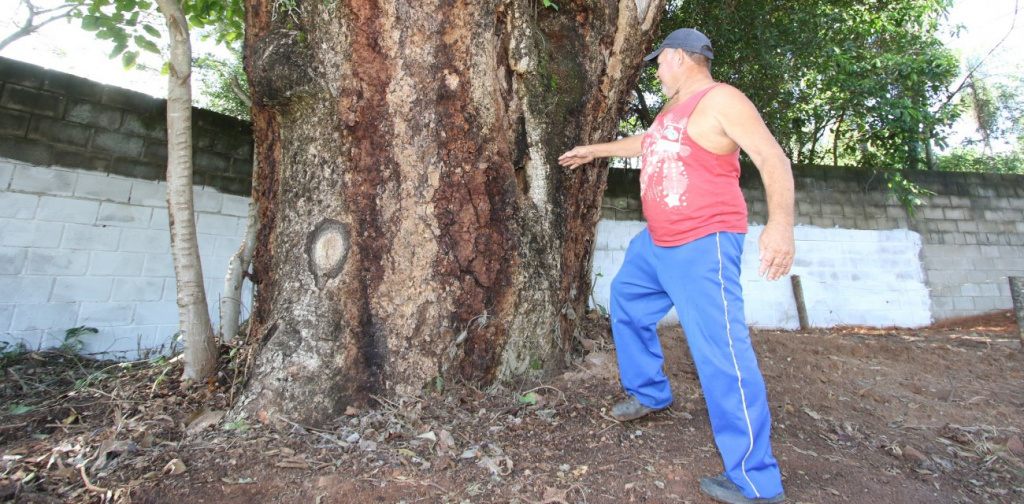 Don Blas muestra el árbol de timbó. Allí nacen historias que desafían a la razón ndaje.
