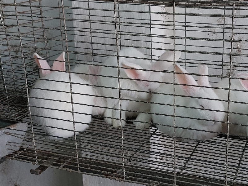 Los conejos fueron un gran atractivo para chicos y grandes en la Expo.