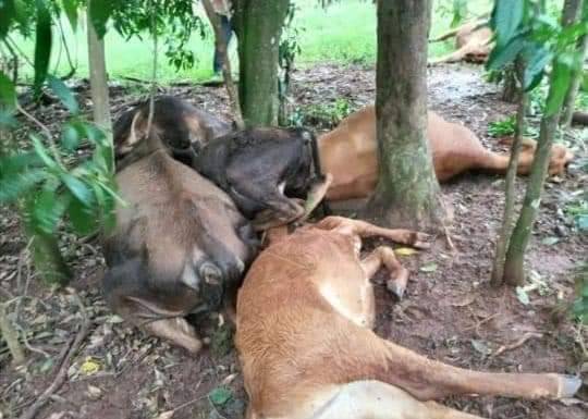 En algunos casos, daños en la producción de repollo y tomates, como también animales muertos. Gentileza