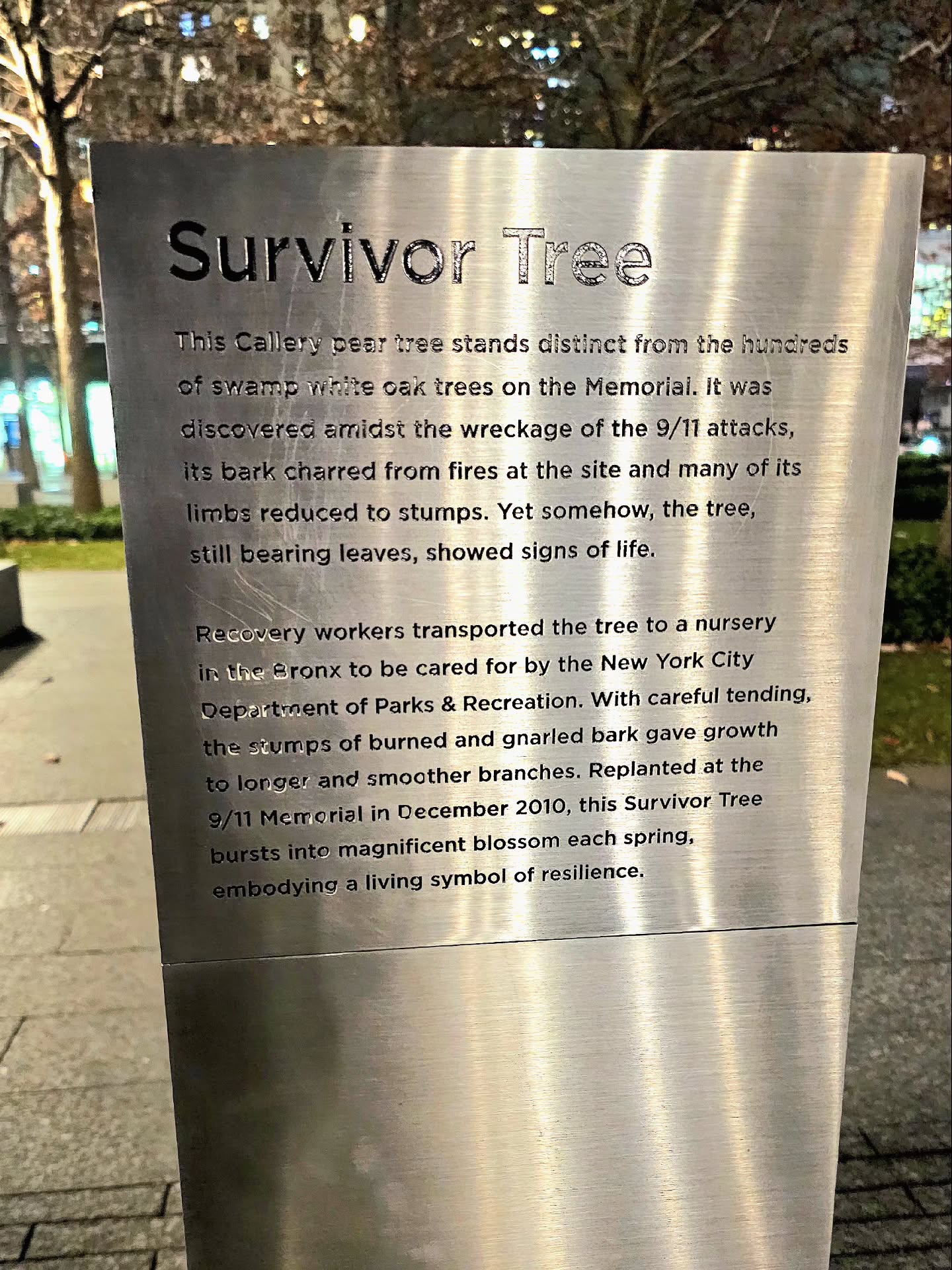 En el histórico lugar de yanquilandia se relata como se dieron los hechos y como sobrevivió el "árbol de la supervivencia"