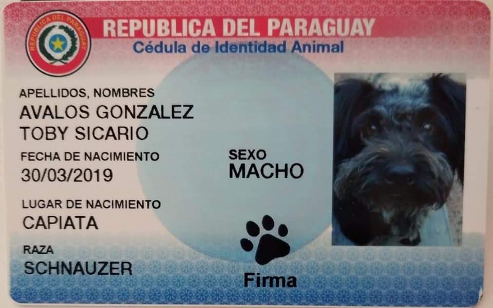 (GENTLIEZA) Su nombre ya lo dice todo.