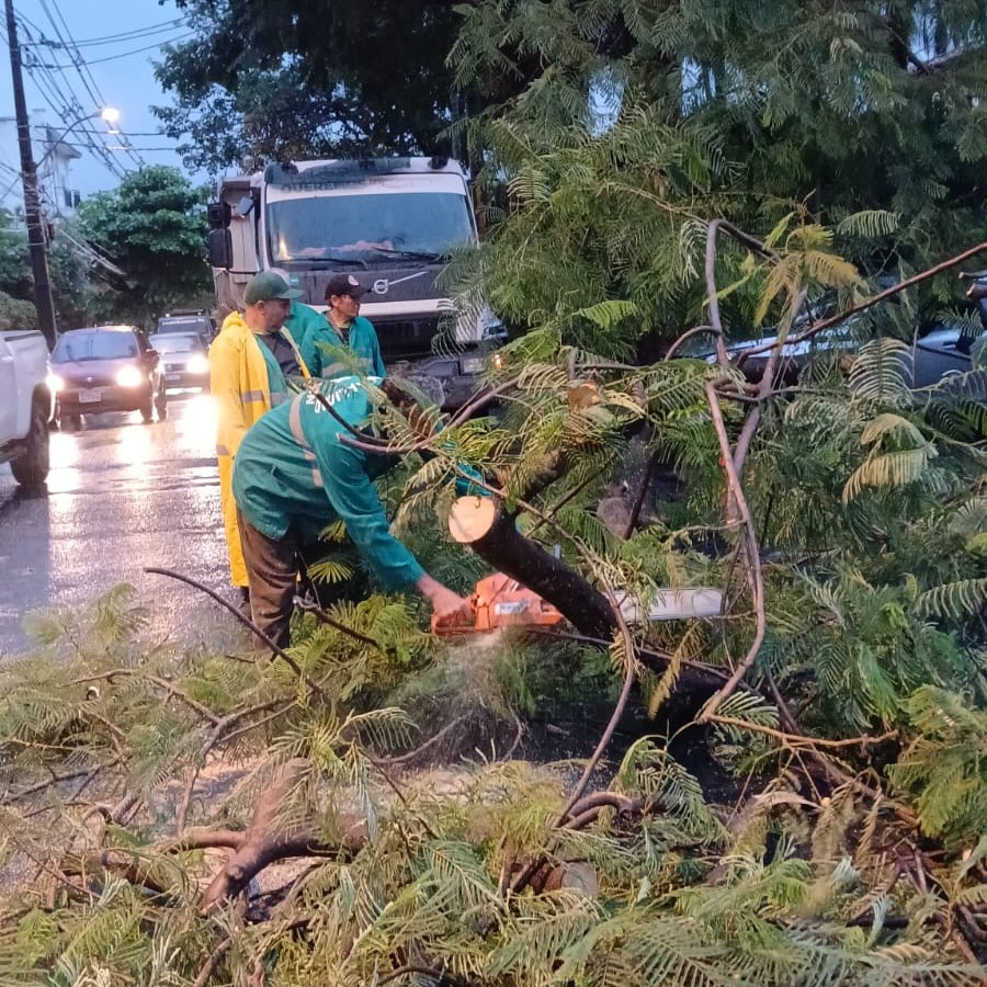La Municipalidad de Asunción reportó la caída de al menos 17 árboles, varios de ellos de gran porte. Algunos incidentes afectaron el tránsito vehicular y generaron daños materiales, incluyendo vehículos alcanzados por ramas.