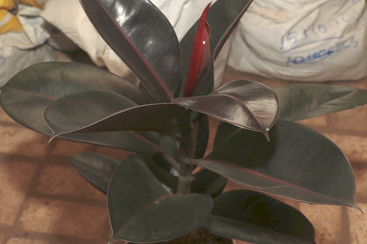 Hoja de caucho, una de las plantas ornamentales más caras.