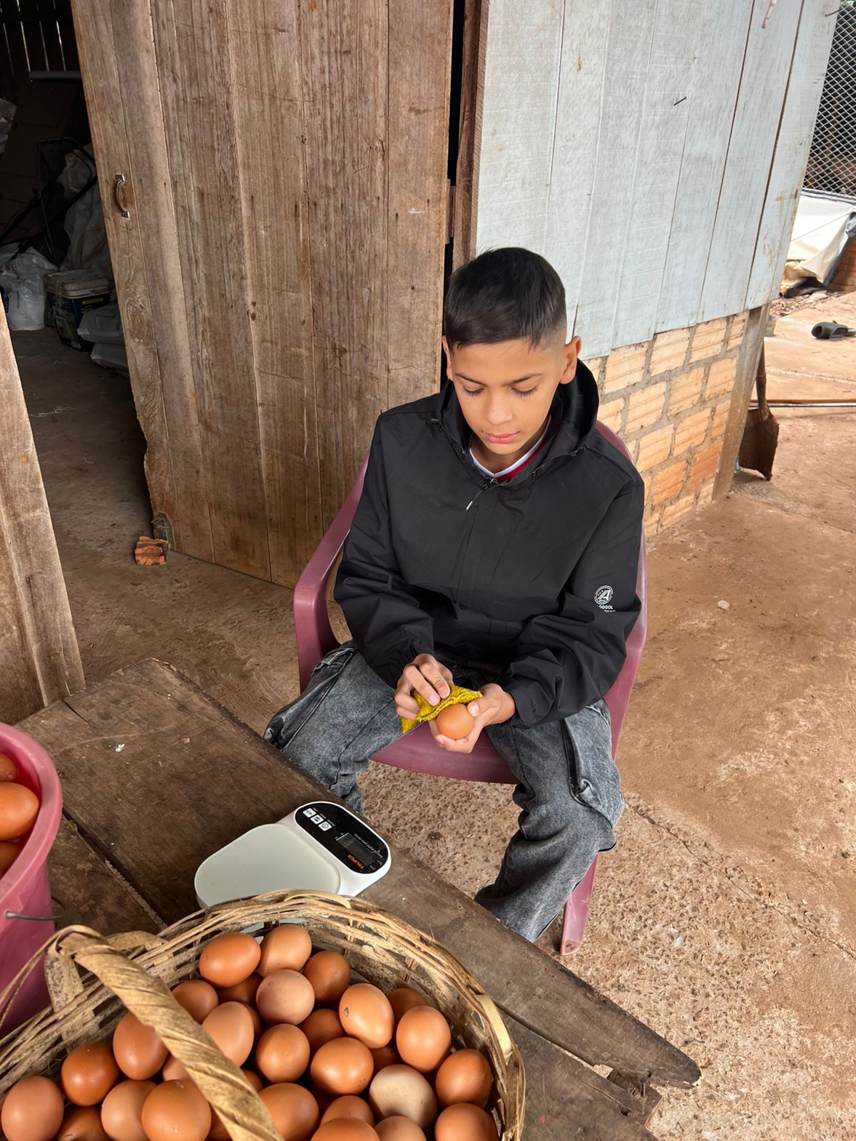 Limpia y organiza todos los huevos de la gallina.