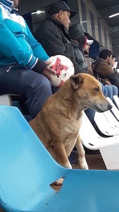 EL AGUANTE. Tesapara, con suspensión. No le dejaron acompañar a Jara Saguier en el banco. Ella no abandona, se ubicó en las gradas para hacer el aguante al equipo.
