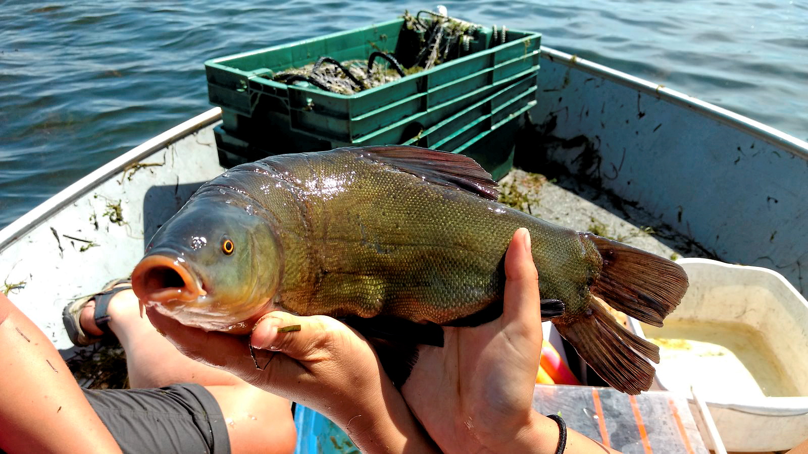 Pêche : les espèces de poissons en rivière