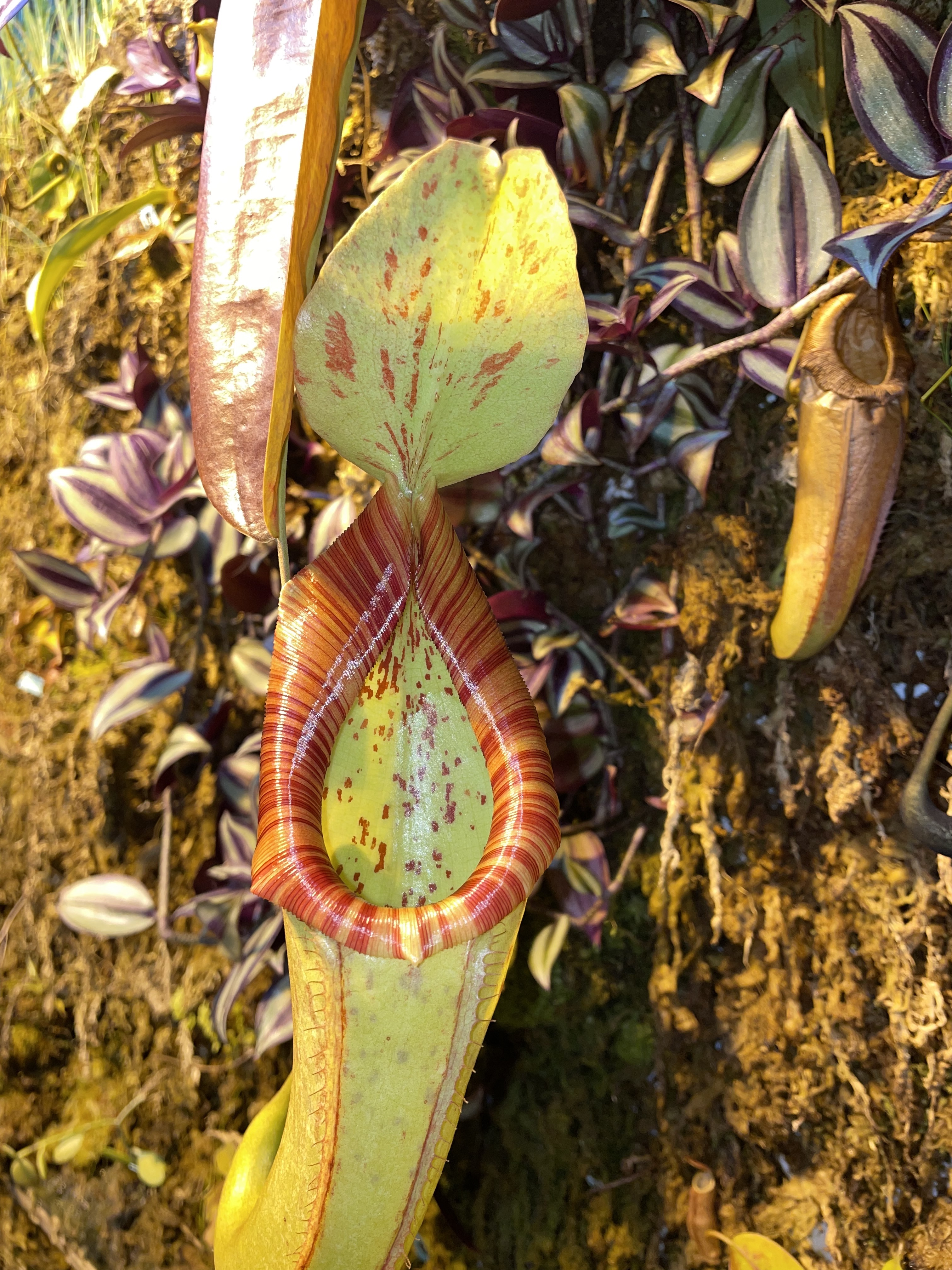 Les plantes carnivores à adopter chez soi - Bioflore - Votre Jardin Bio