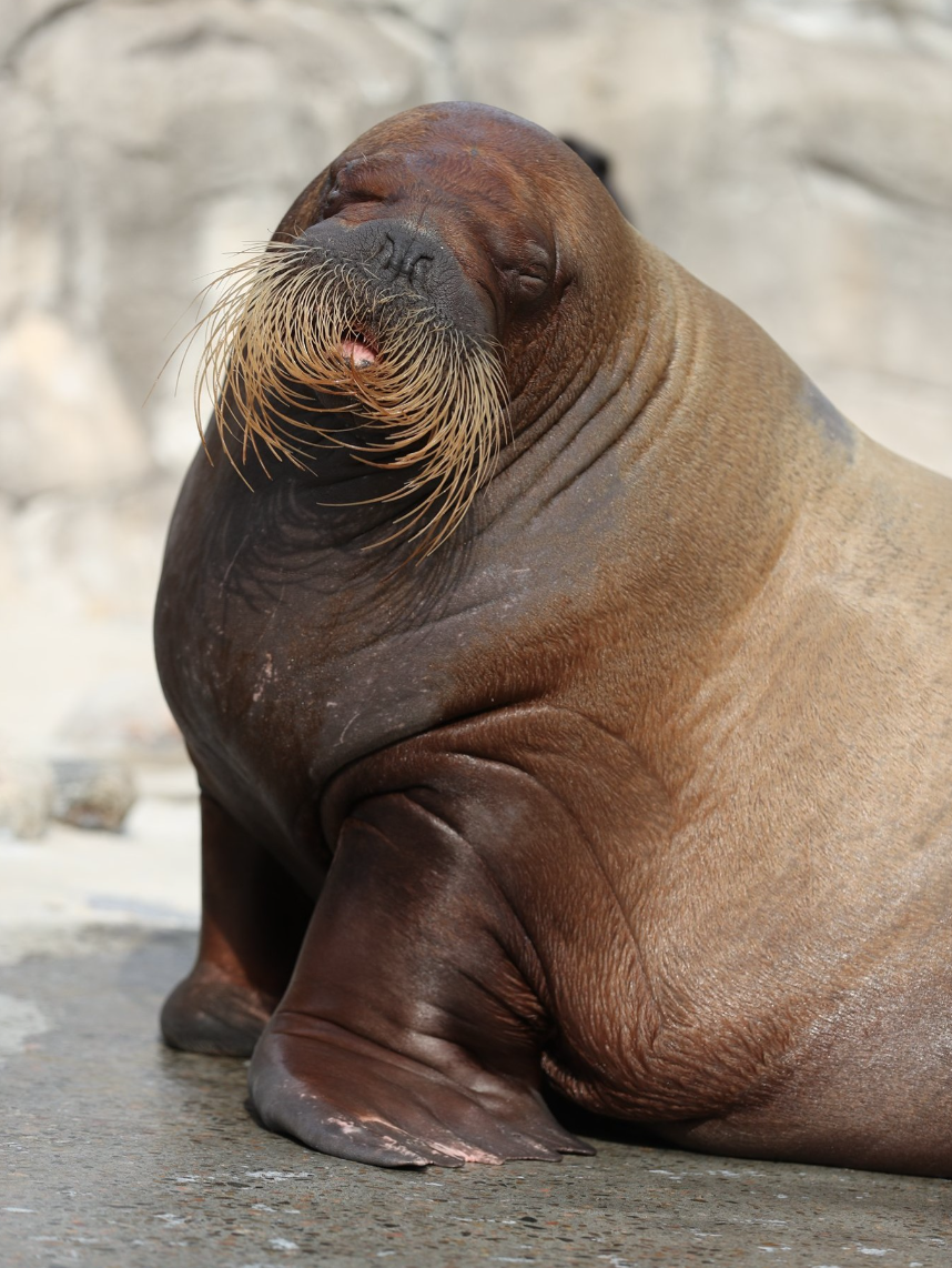 Sortie publique du premier bébé morse de l'Aquarium