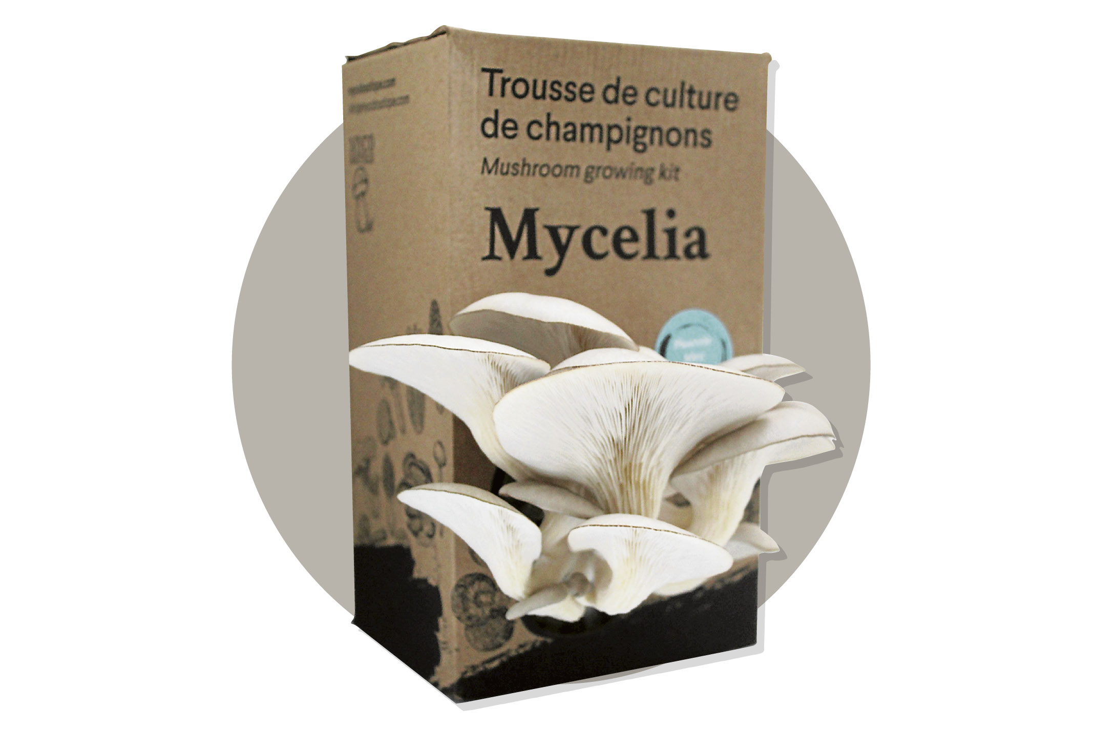 Champignon Pleurote de l'olivier – Champignons magiques – Kits de culture  spécialisés