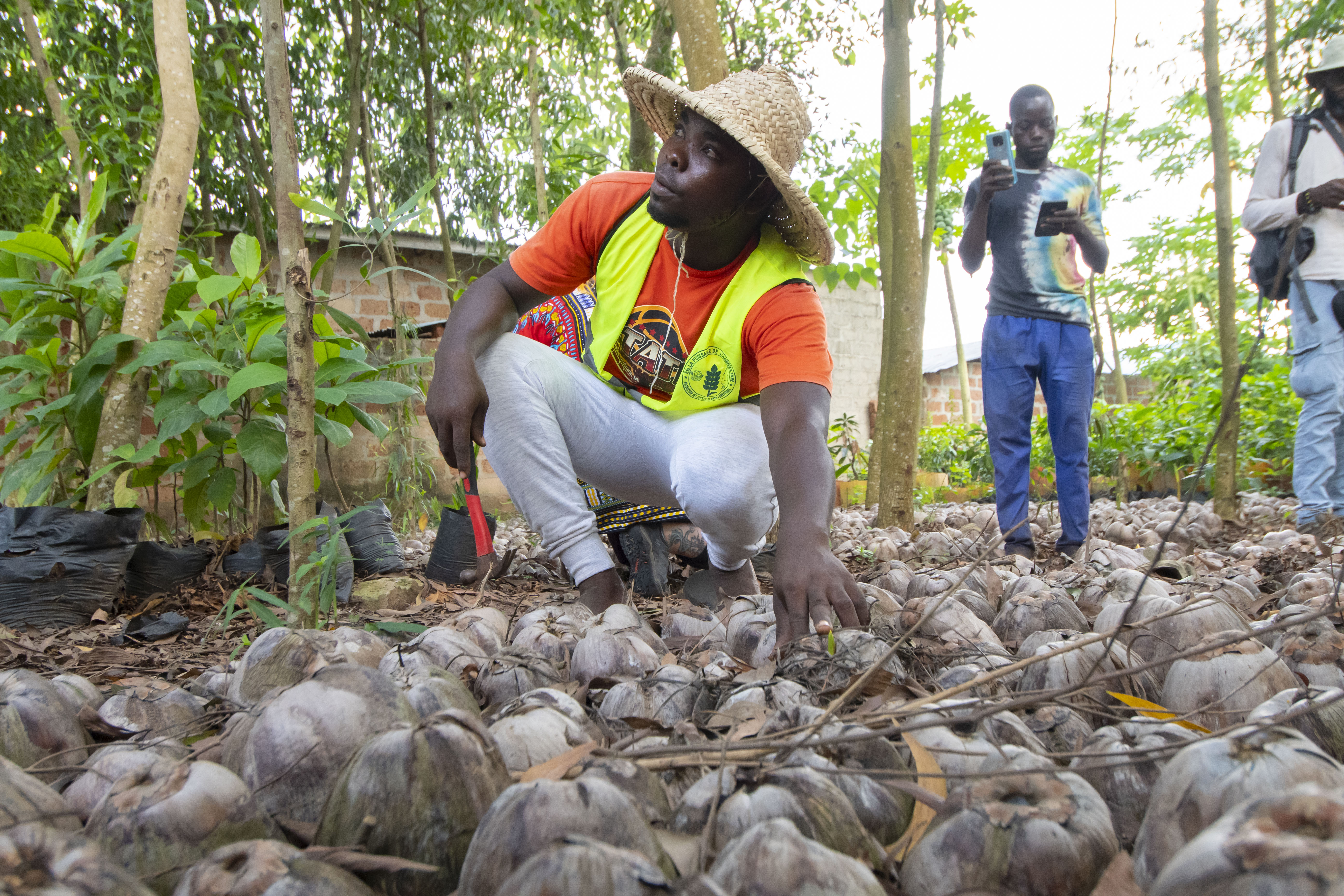 Visite de la pépinière La Puissance de l’agriculture (Glo-Digbe)gérant Fidel Agokouncocotier, noix de coco