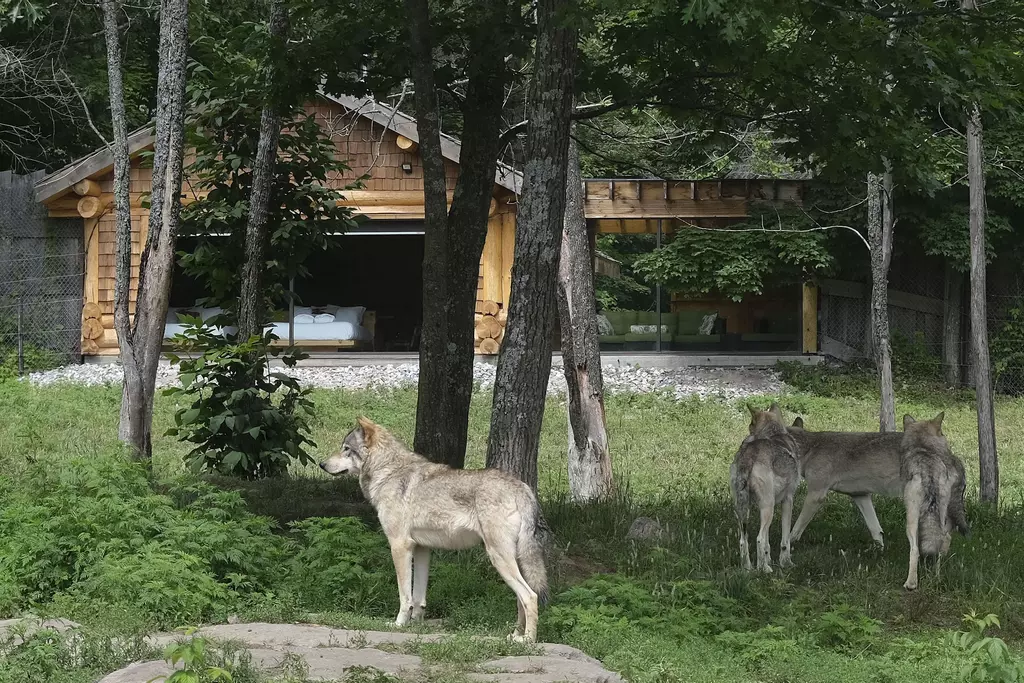 Animaux abattus au Parc Om ga un homme reconnu coupable