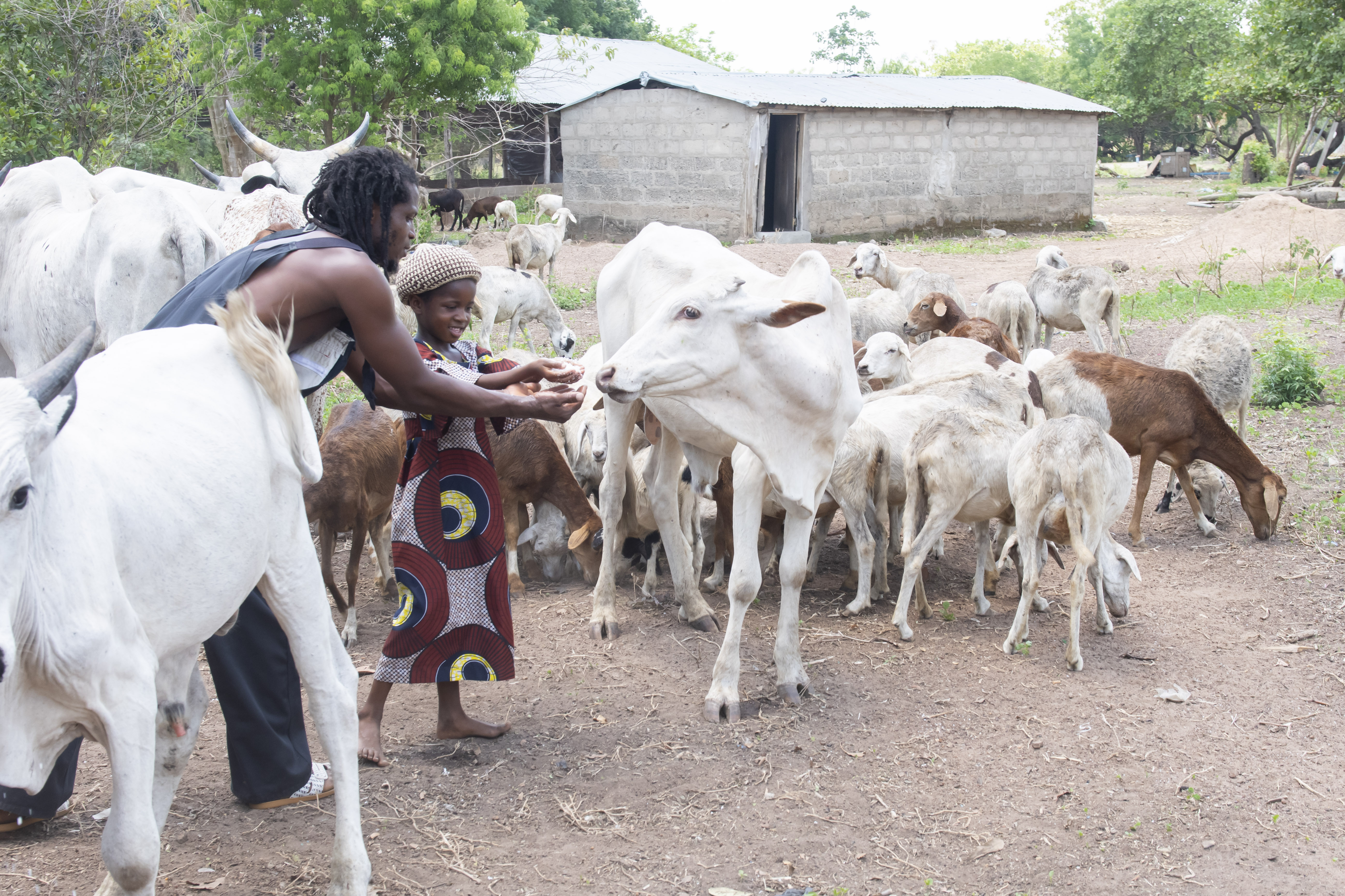 ferme Mawu coji (Glazoué) propriétaire Arsène Mignonboeuf et chèvreboeuf chèvres