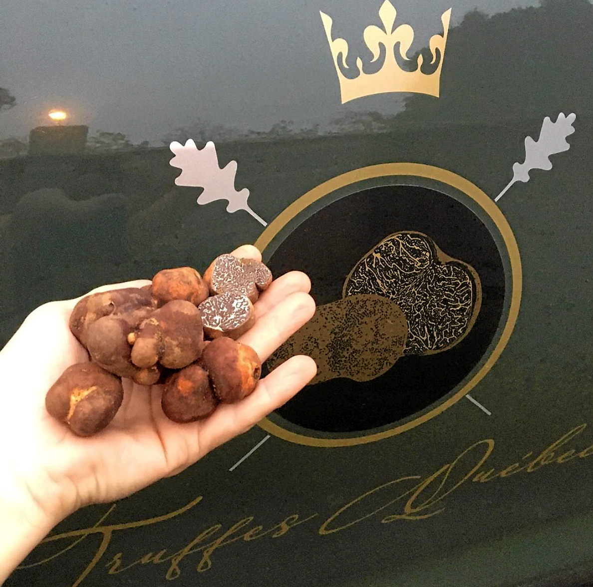 La Mauricie truffière  Filière mycologique de la Mauricie