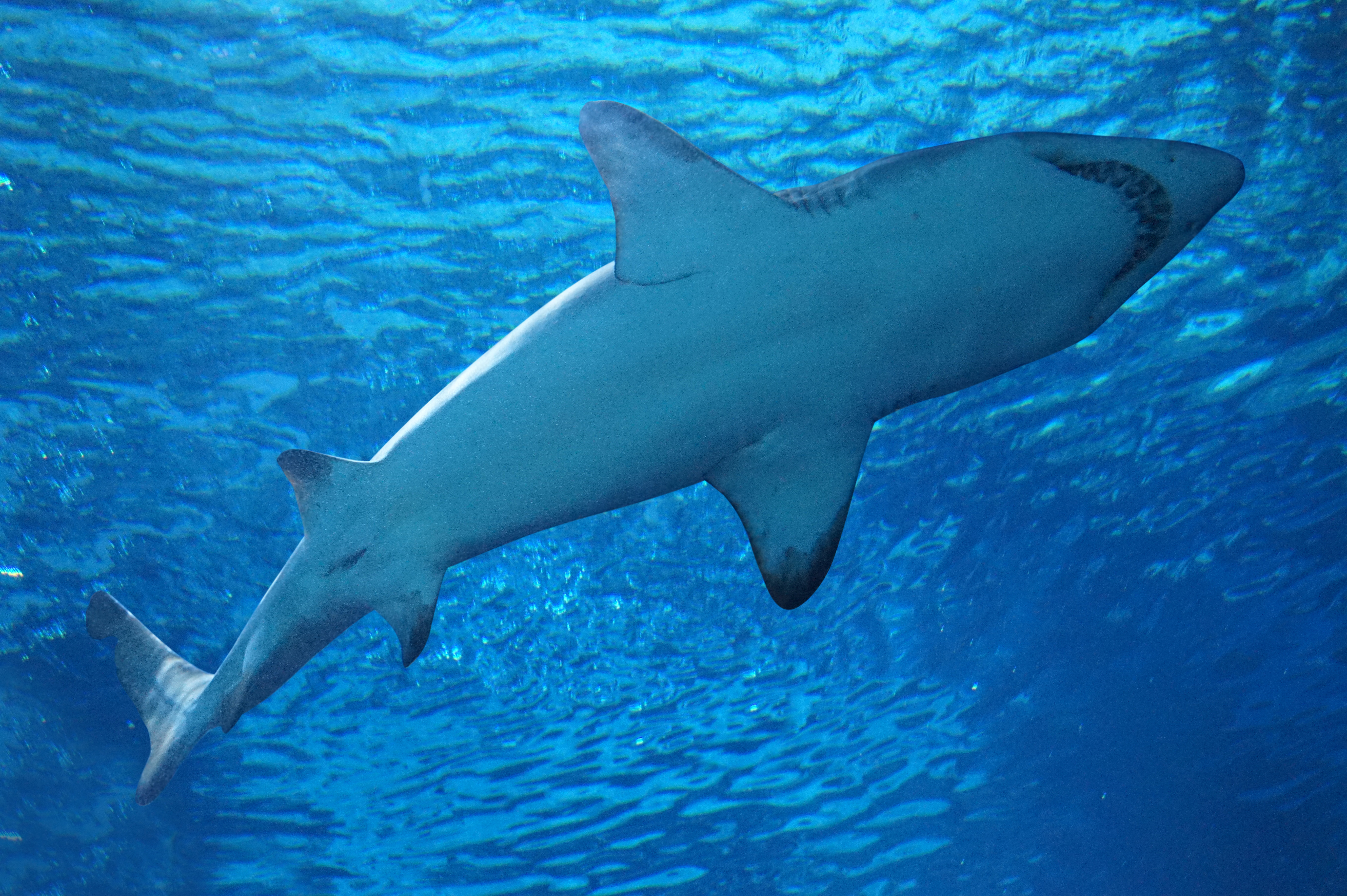 Plongée fatale aux Bahamas : une touriste américaine tuée par un requin