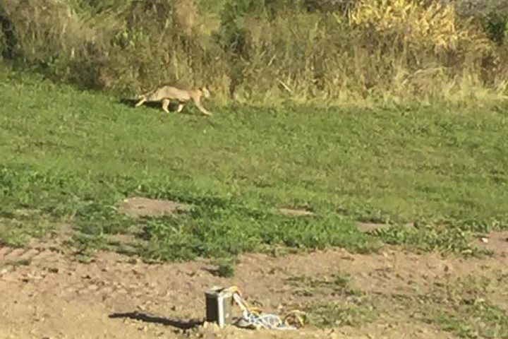 Un renard rare est aperçu dans le nord du Nouveau-Brunswick