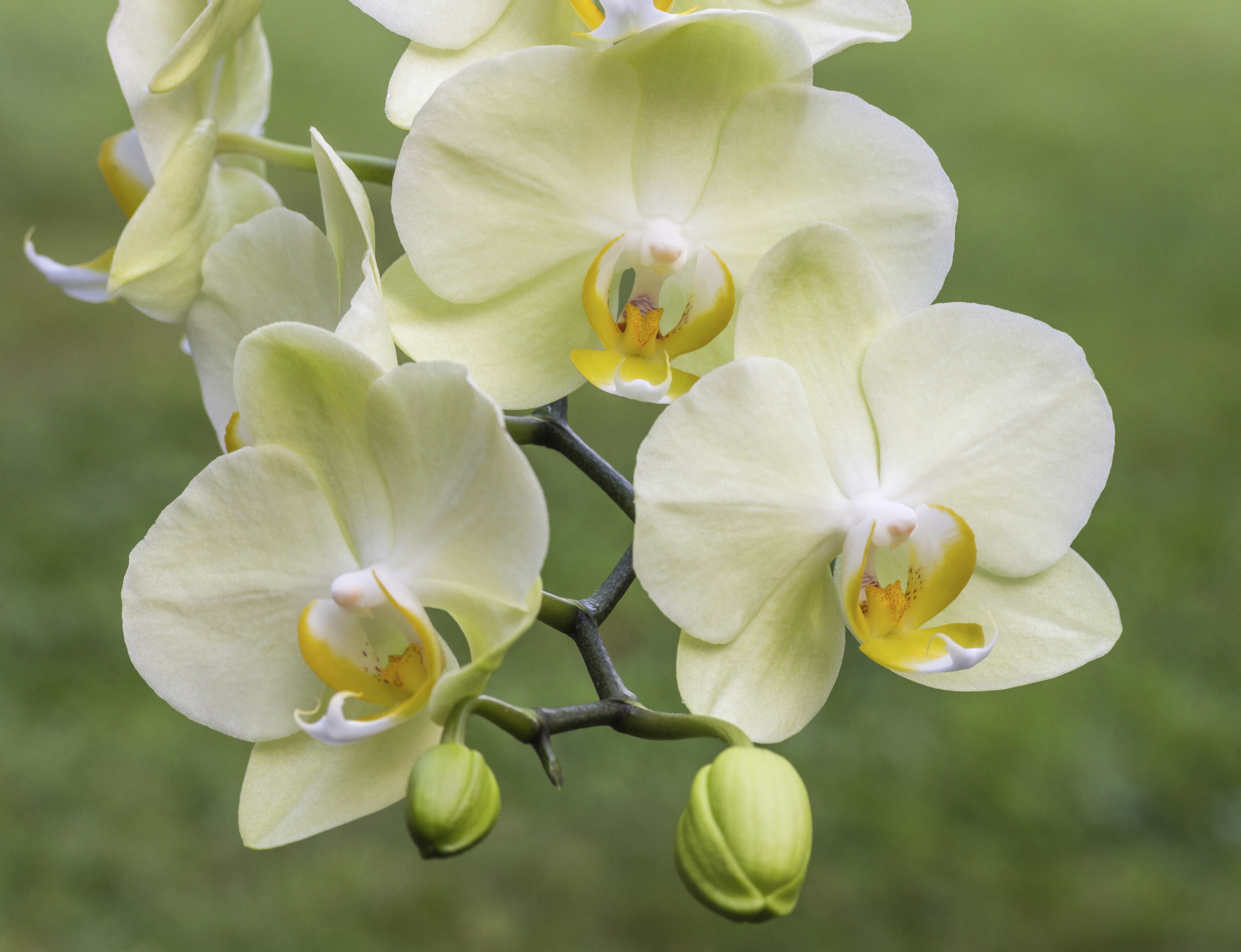 Rempoter une orchidée est si facile! - Jardinier paresseux