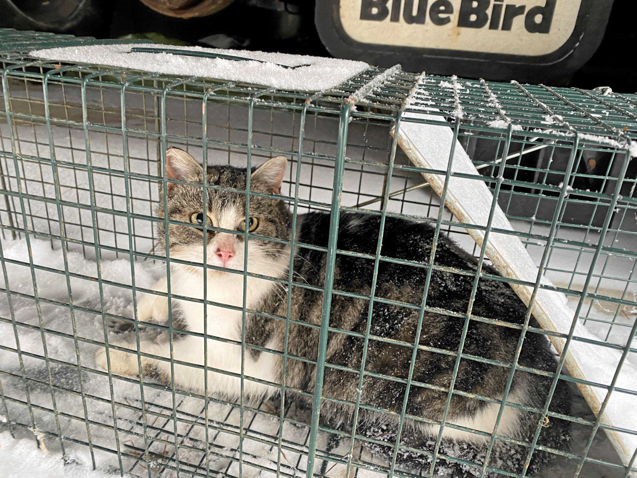 Captures des chats féraux, se fait à l'aide de cages éthiques. - Ami-Chat  Éthique Féline St-Colomban