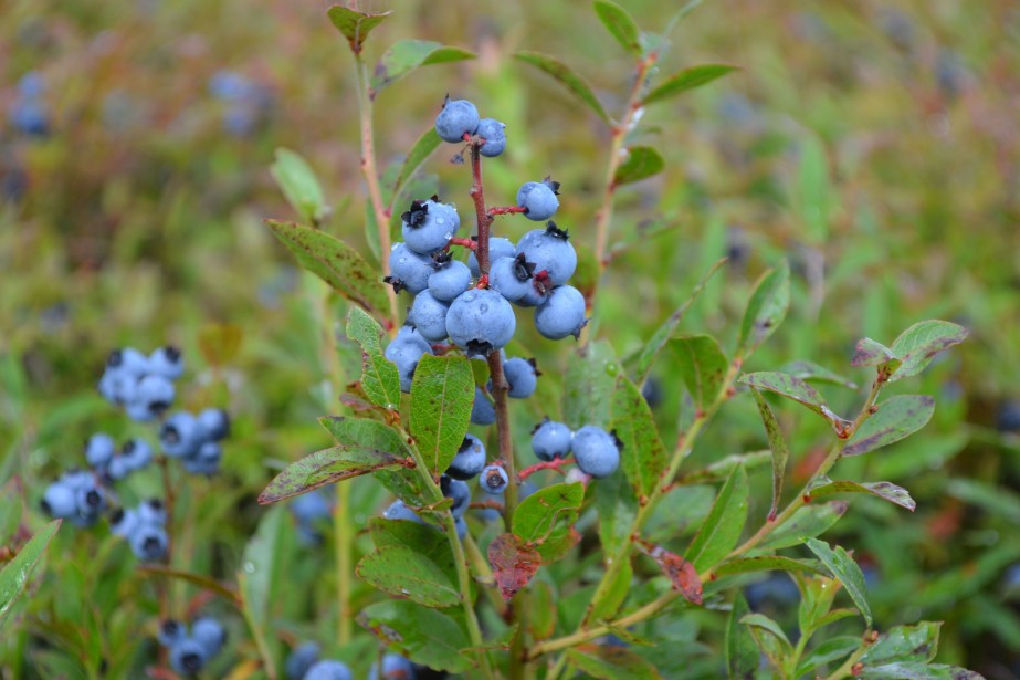 La récolte de bleuets s'annonce bonne au Saguenay-Lac-Saint-Jean
