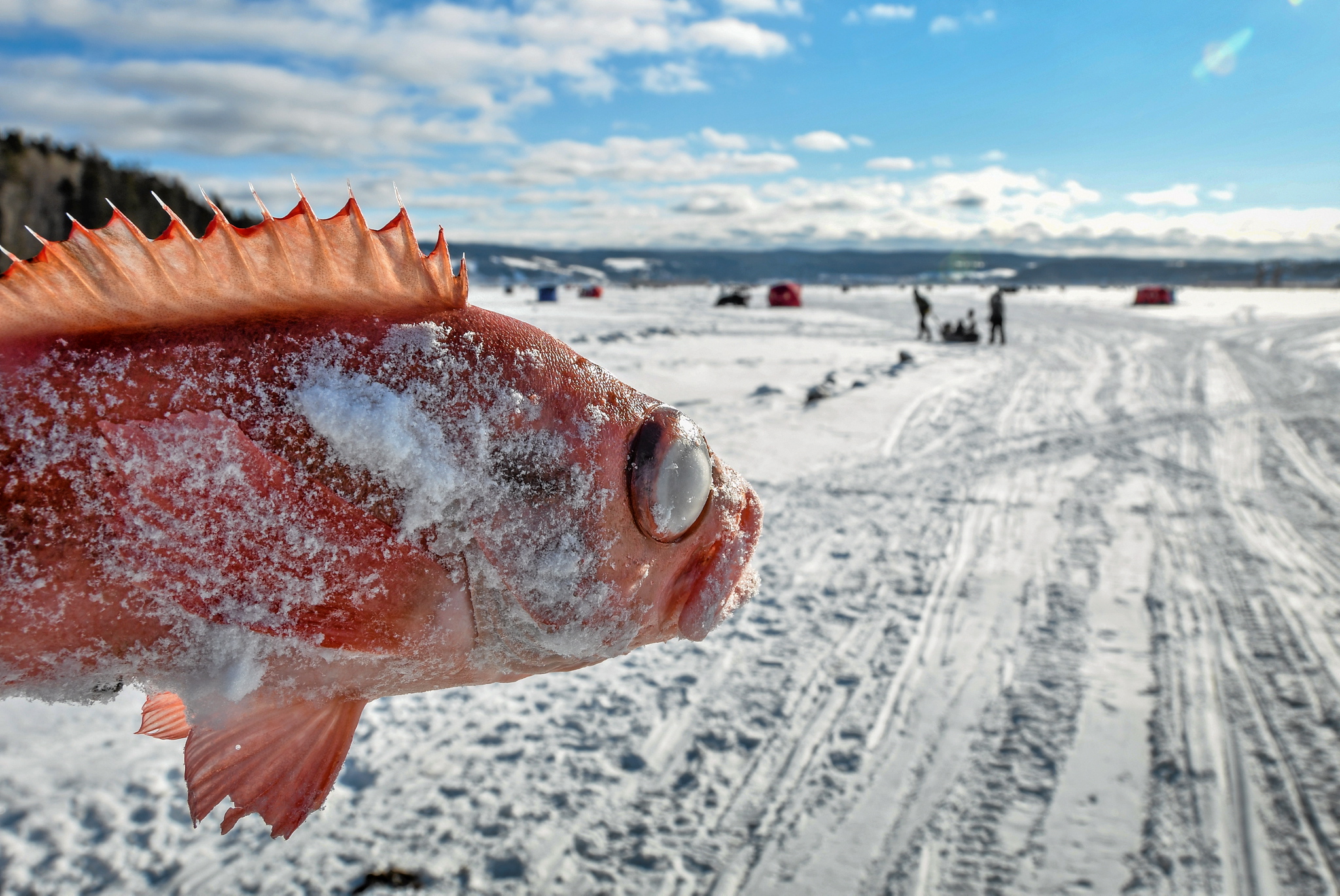 EN IMAGES] Un gros poisson rouge, pesant près de 70 livres, pêché
