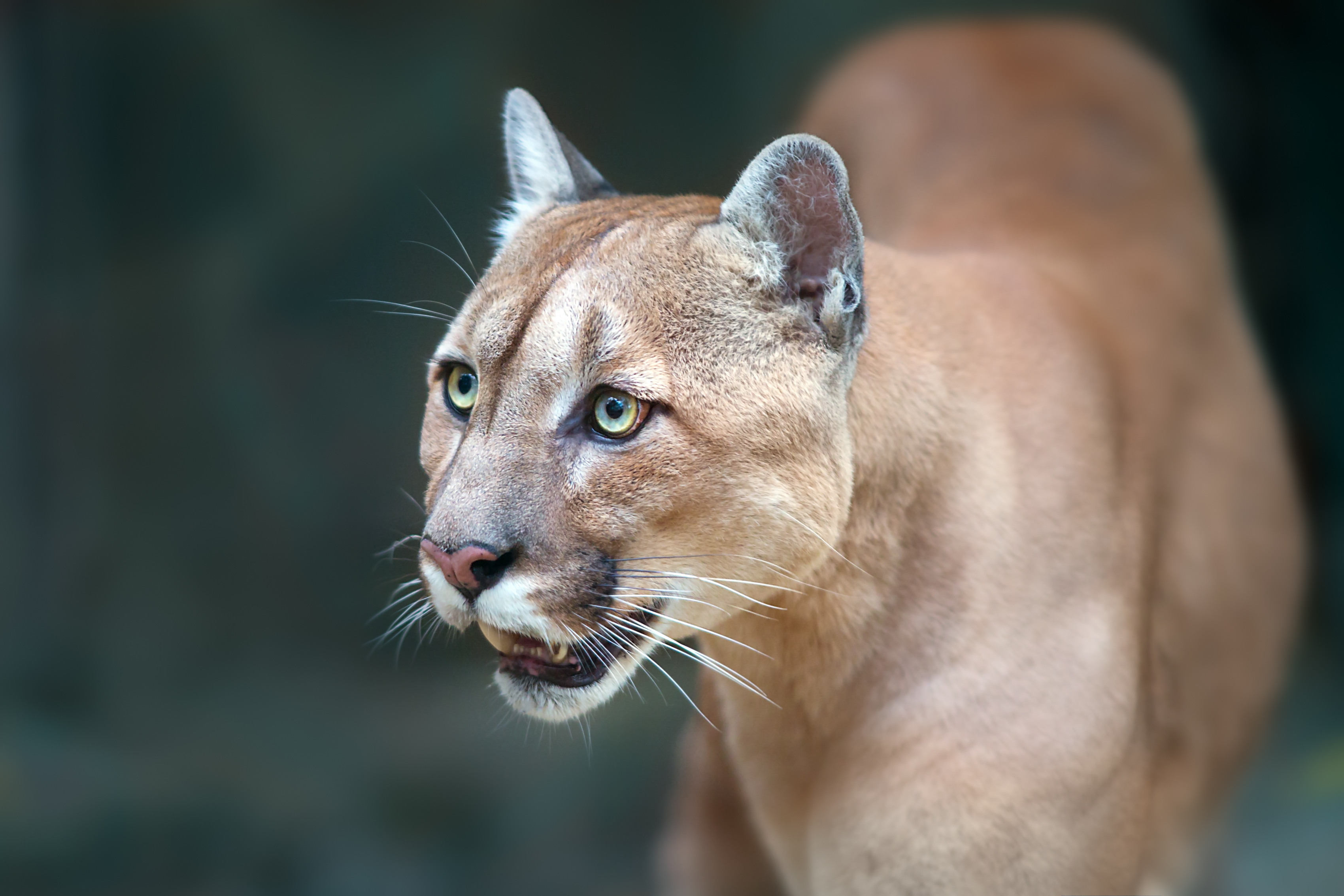 Puma au clearance québec