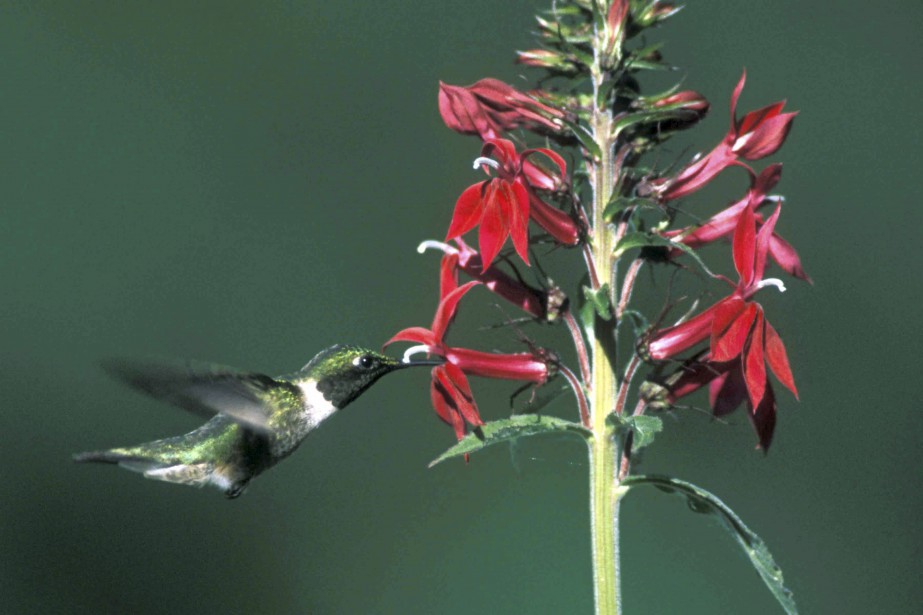 24 fleurs pour attirer les colibris dans votre jardin