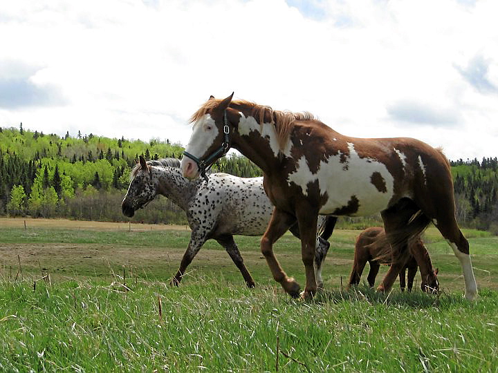 Spirit: l'indomptable - Cheval de troupeau - Crinière longue blonde