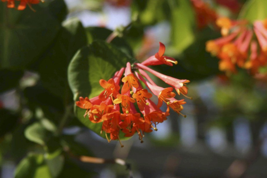 Cinq fleurs incontournables pour attirer les colibris - Jardinier