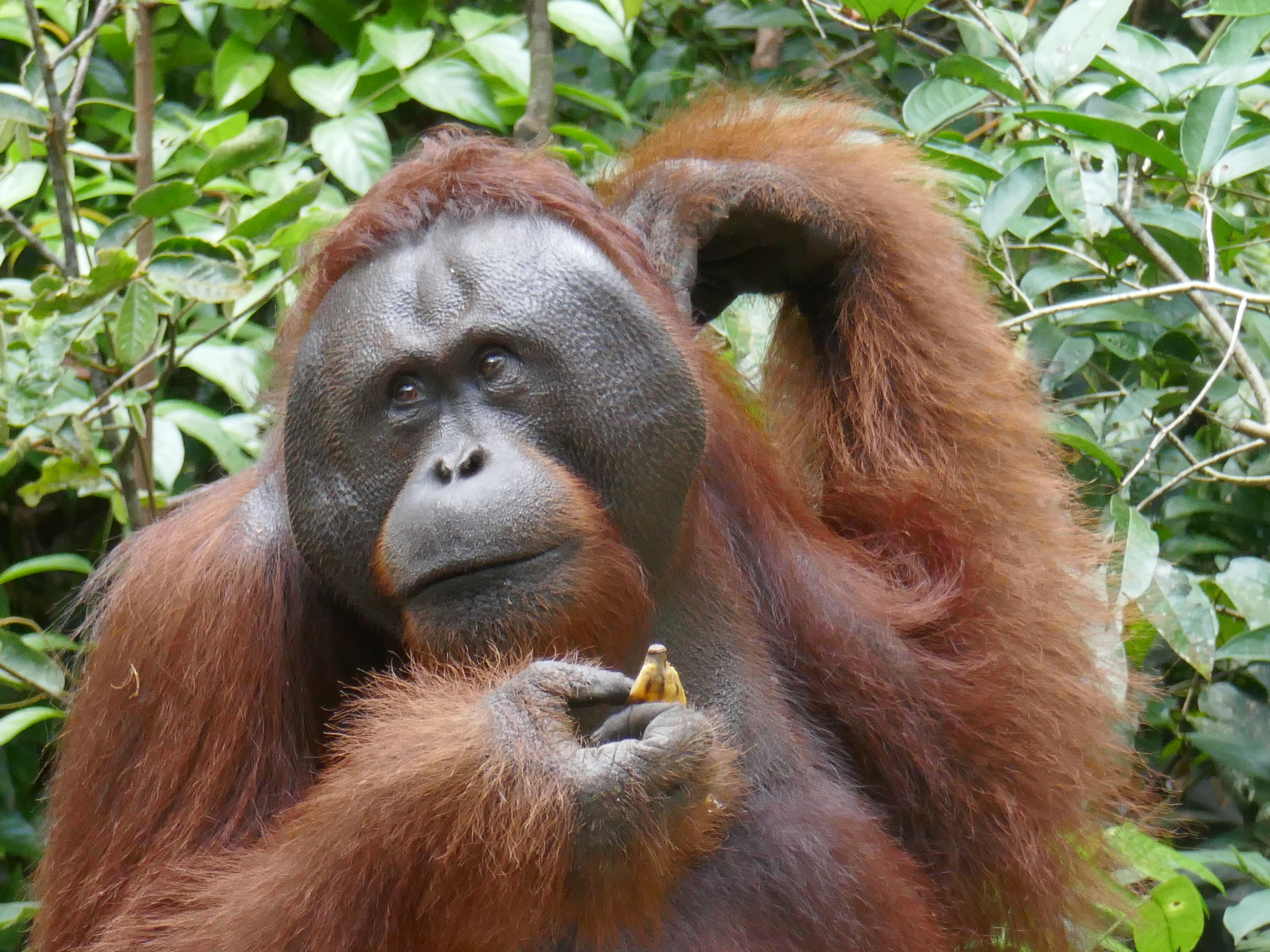 Les orangs-outans mâles sont dotés de disques faciaux. Celui-ci s'est imposé pendant plusieurs minutes pour déguster une bonne quantité des bananes offertes par les gardes-parc.