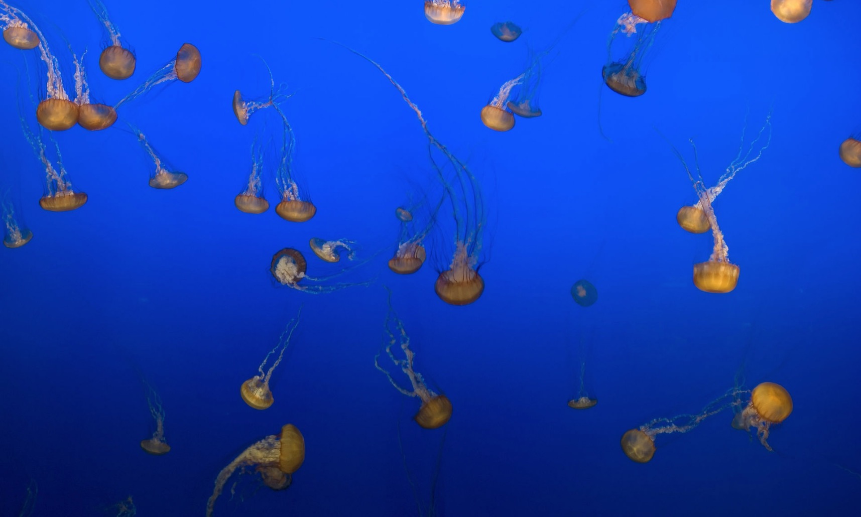 Les éponges, grandes gagnantes de l'acidification des océans ?