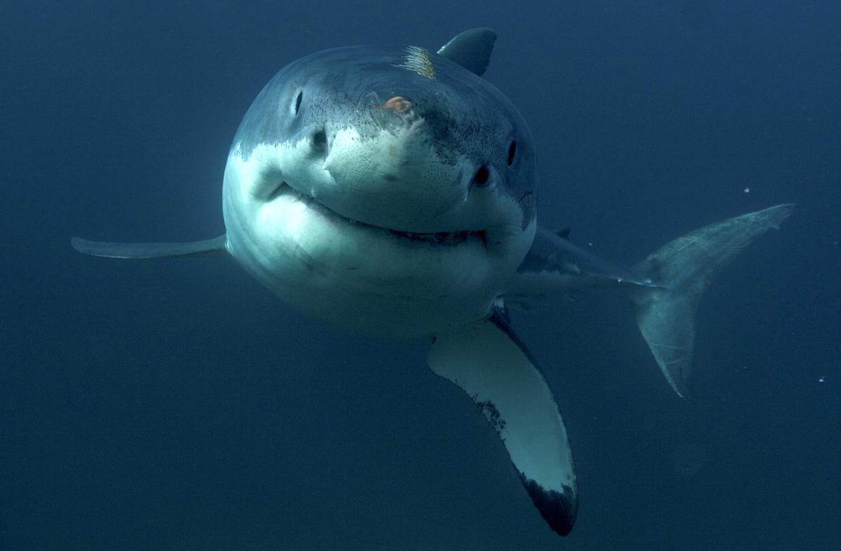 Pourquoi le requin, animal craintif, s'en prend-il parfois aux humains -  Sciences et Avenir