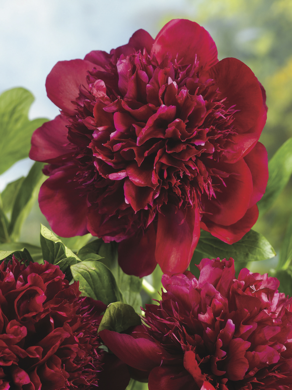 Fleur rouge : les 30 plus belles fleurs rouges pour le jardin !