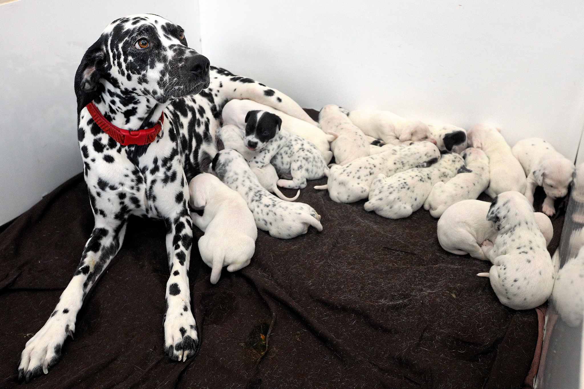 Grande peluche chien dalmatien et son bébé - Dalmatien | Beebs