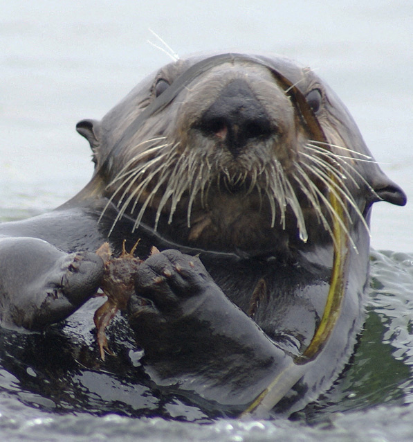 Wild Republic Wild Calls Loutre De Mer, Cris Authentiques d